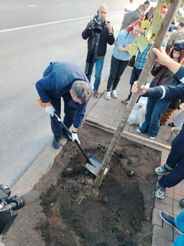 В Курске начали пересаживать липы, которые с недавних пор стояли в кадках на улице Ленина В Курске начали пересаживать липы, которые с недавних пор стояли в кадках на улице Ленина