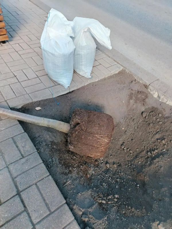 В Курске начали пересаживать липы, которые с недавних пор стояли в кадках на улице Ленина В Курске начали пересаживать липы, которые с недавних пор стояли в кадках на улице Ленина