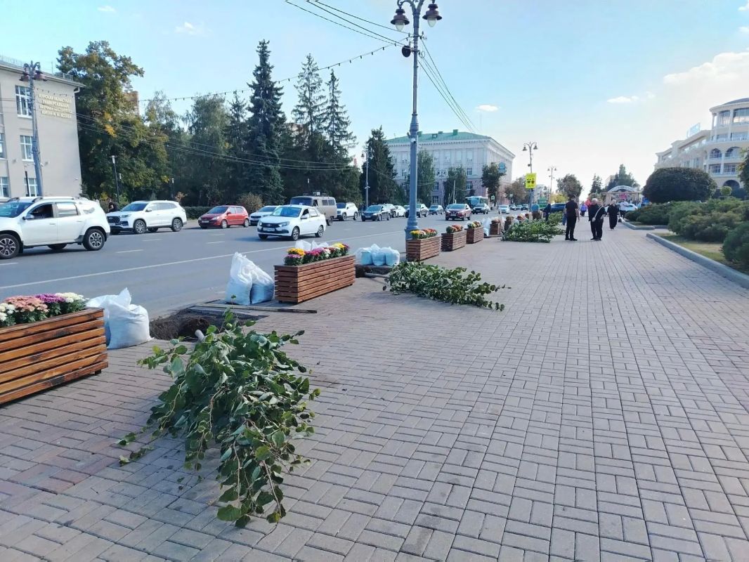 В Курске начали пересаживать липы, которые с недавних пор стояли в кадках на улице Ленина В Курске начали пересаживать липы, которые с недавних пор стояли в кадках на улице Ленина