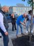 В Курске на улице Ленина высадили липовую аллею