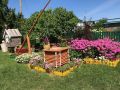 Сидераты: когда пора убирать и какие особенности учитывать