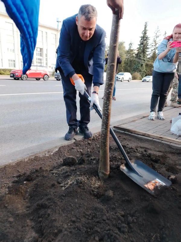 В Курске начали пересаживать липы, которые с недавних пор стояли в кадках на улице Ленина В Курске начали пересаживать липы, которые с недавних пор стояли в кадках на улице Ленина