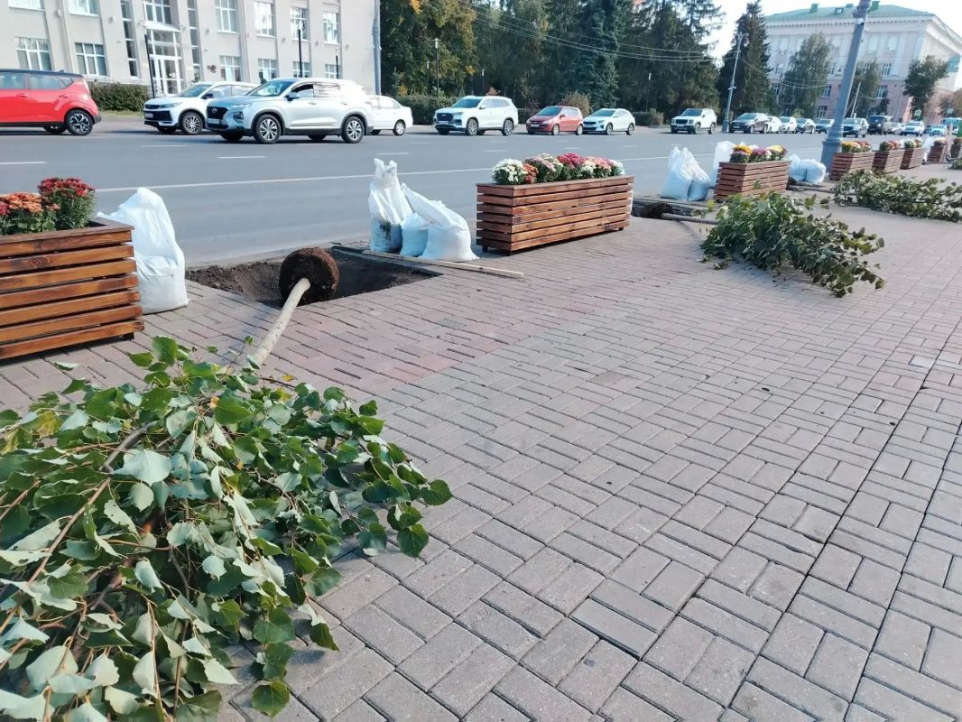 В Курске начали пересаживать липы, которые с недавних пор стояли в кадках на улице Ленина В Курске начали пересаживать липы, которые с недавних пор стояли в кадках на улице Ленина