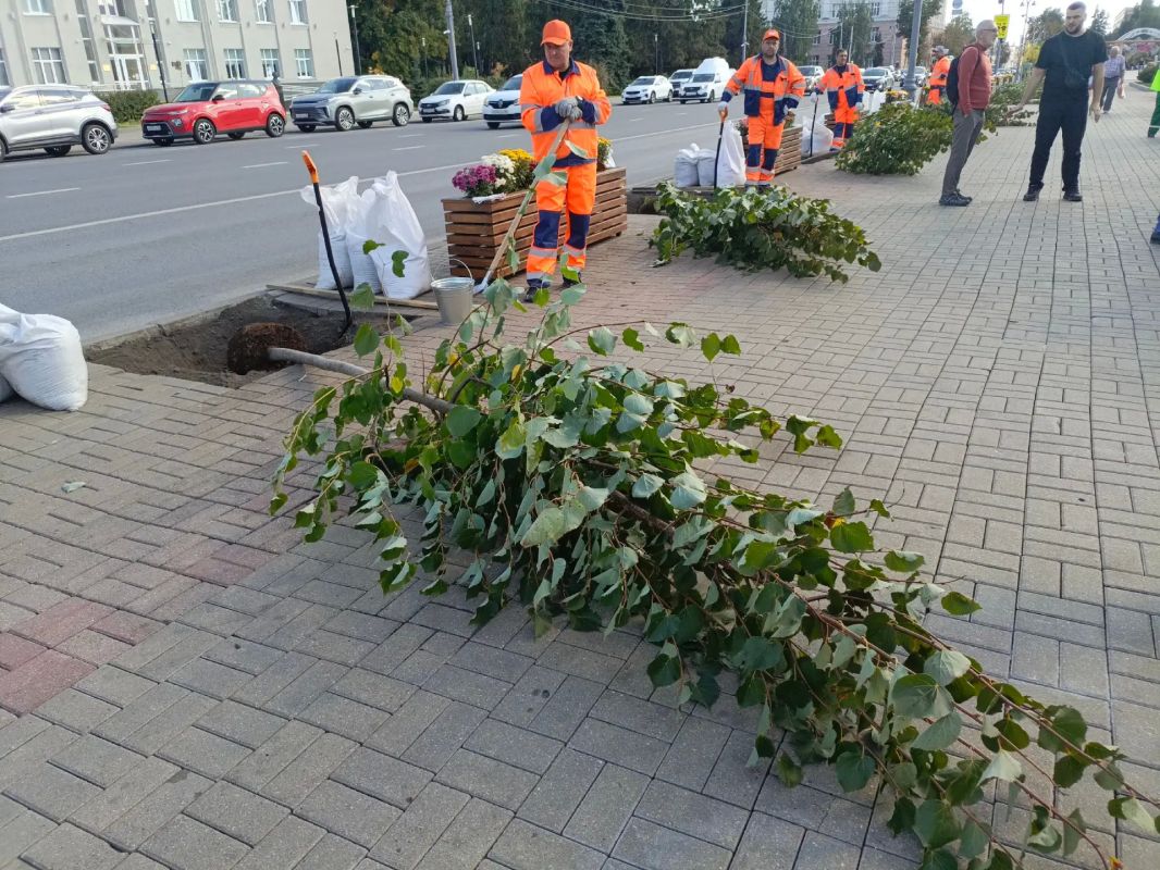 На улице Ленина в Курске высадили 16 лип На улице Ленина в Курске высадили 16 лип