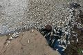 В селе Старшее Хомутовского района Курской области зафиксирован массовый мор рыбы на местном пруду