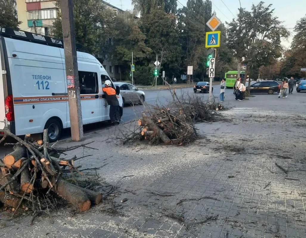 Аварийно-спасательное формирование управления ГО и ЧС Курска в ежедневном режиме продолжают снос и опилку аварийных деревьев