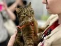 На одном из курских избирательных участков работает необычный сотрудник — кот по кличке Тони