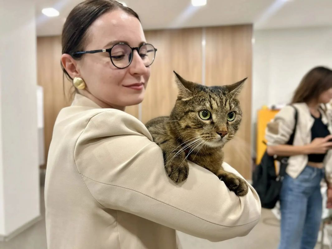 На одном из курских избирательных участков работает необычный сотрудник — кот по кличке Тони На одном из курских избирательных участков работает необычный сотрудник — кот по кличке Тони