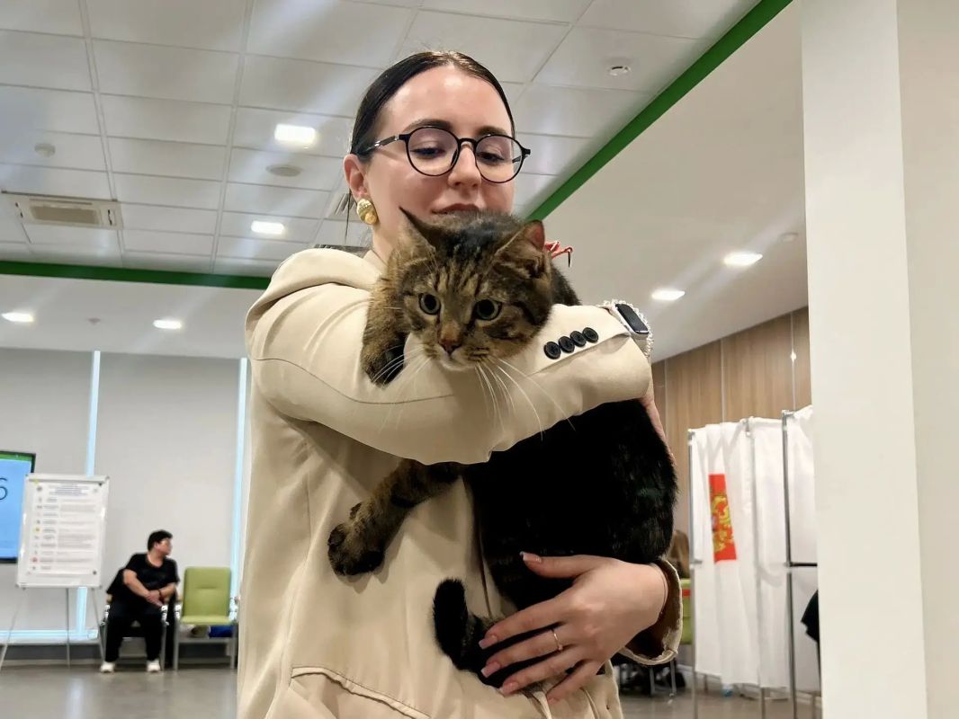 На одном из курских избирательных участков работает необычный сотрудник — кот по кличке Тони На одном из курских избирательных участков работает необычный сотрудник — кот по кличке Тони