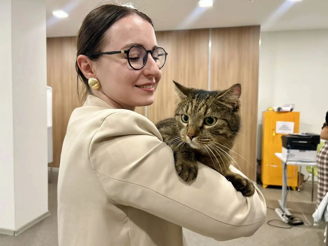 На одном из курских избирательных участков работает необычный сотрудник — кот по кличке Тони На одном из курских избирательных участков работает необычный сотрудник — кот по кличке Тони