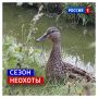 20 сентября, воскресенье. Сегодня День улетающих птиц