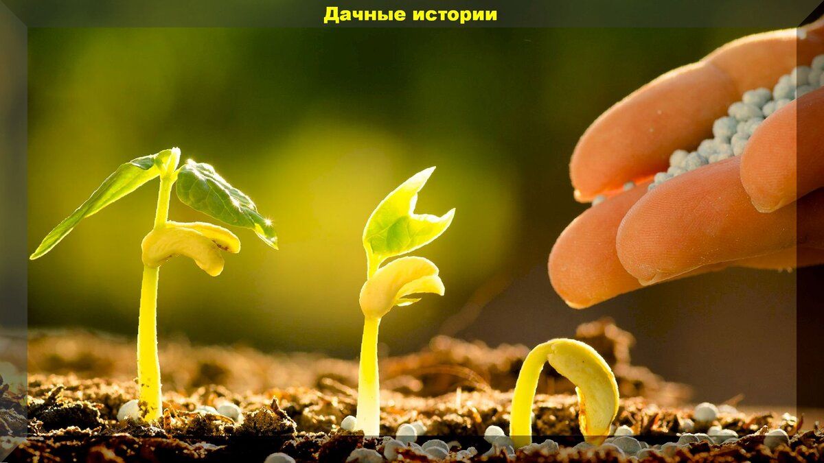 Раскрываем загадки N-P-K: что означают обозначения на упаковке удобрений?