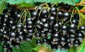 Лучшие сорта черной смородины: сладкие и крупные ягоды для вашего сада