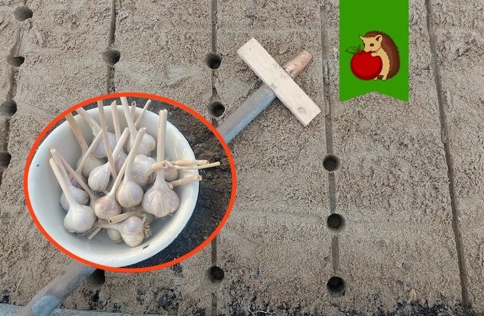 Как добиться пышного урожая озимого чеснока: три секрета подготовки почвы