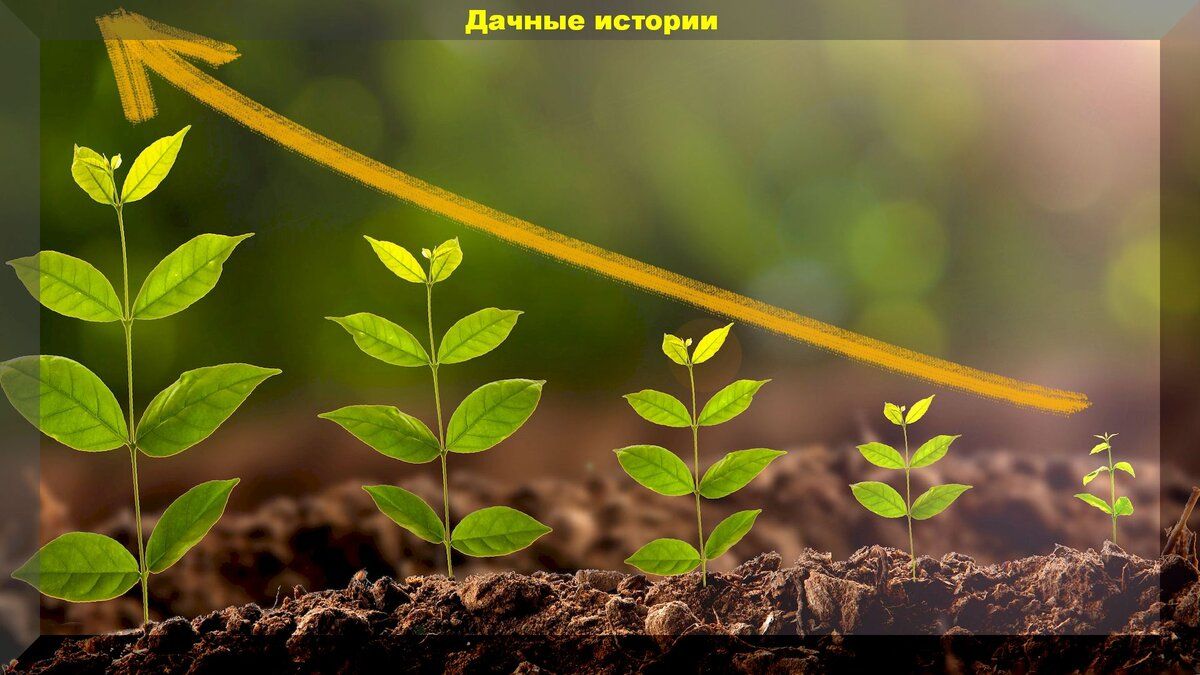 Необычный стимулятор роста для растений: как сделать его самостоятельно