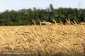 Курская структура «Продимекс» не добилась у местной администрации 64 га без торгов