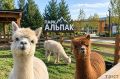 Парк альпак из Курска перенесли в Тверскую область