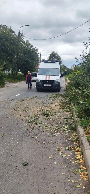 В Курске распилили упавшие деревья на улице Пионеров и двух проспектах В Курске распилили упавшие деревья на улице Пионеров и двух проспектах