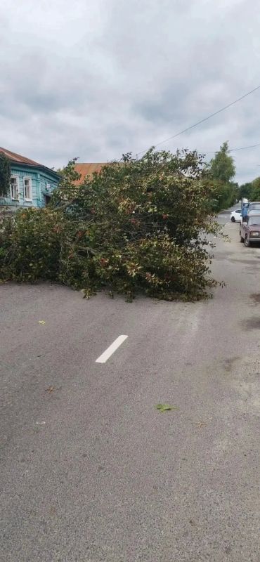 В Курске распилили упавшие деревья на улице Пионеров и двух проспектах