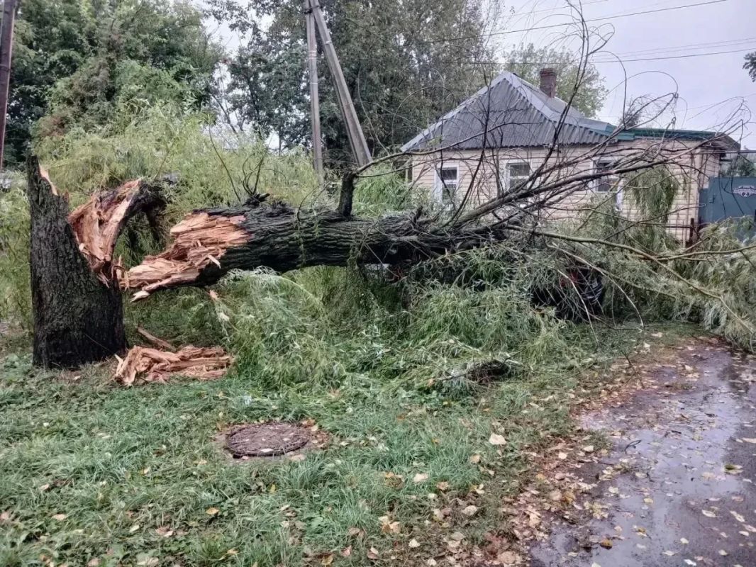 В Курске от ветра упали 12 деревьев, повреждены автомобили, обесточены несколько улиц В Курске от ветра упали 12 деревьев, повреждены автомобили, обесточены несколько улиц