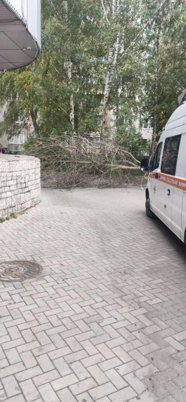 В Курске распилили упавшие деревья на улице Пионеров и двух проспектах В Курске распилили упавшие деревья на улице Пионеров и двух проспектах