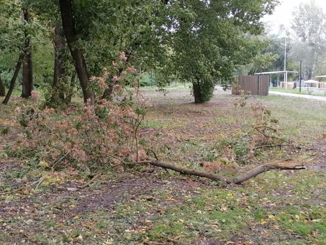 В парке «Боева дача» устраняют последствия непогоды В парке «Боева дача» устраняют последствия непогоды