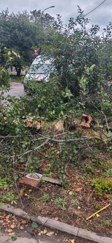 В Курске распилили упавшие деревья на улице Пионеров и двух проспектах В Курске распилили упавшие деревья на улице Пионеров и двух проспектах