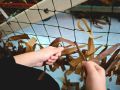 В Верхнелюбажской школе-интернате на внеурочной деятельности действует волонтёрское направление, где ребята учатся плести маскировочные сети