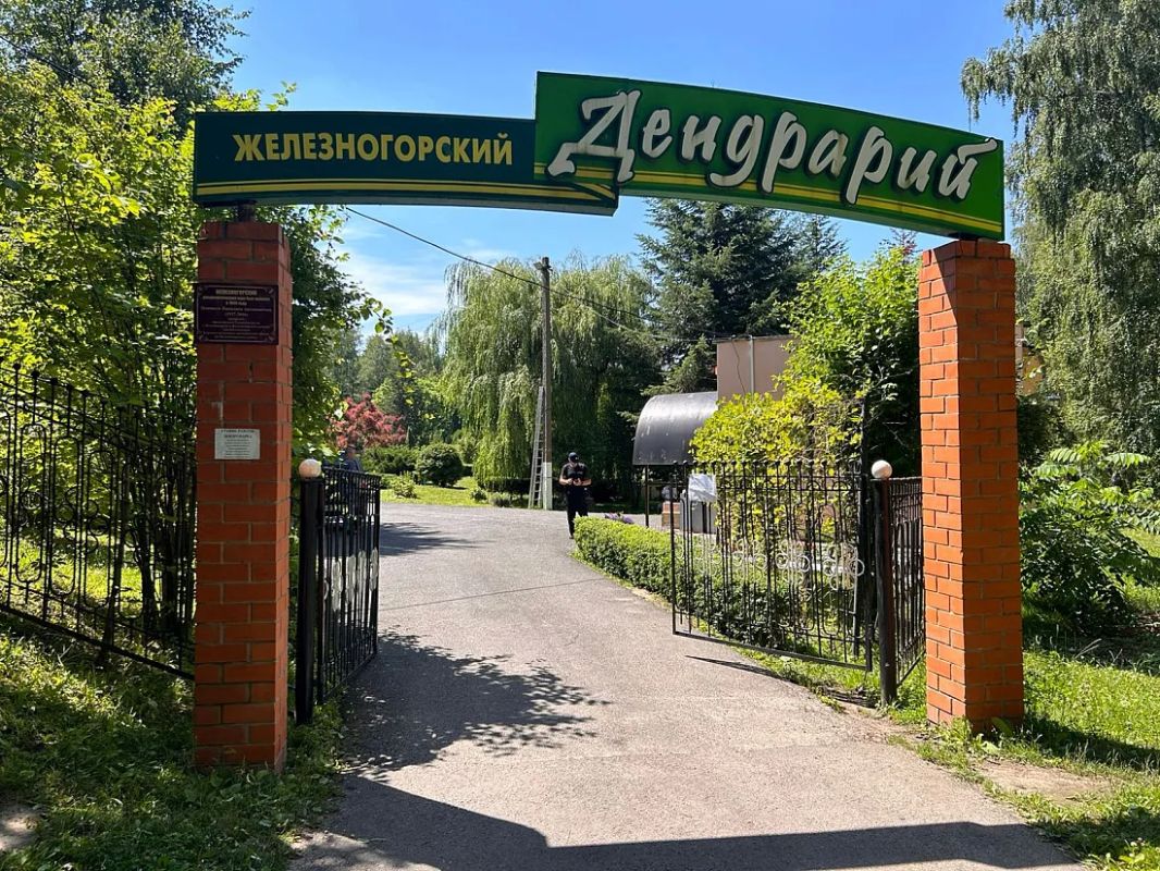 В рамках рубрики «Исторический багаж» рассказываем вам о железногорском дендрарии, который по праву можно назвать одним из уникальных природных уголков города