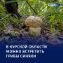 Синий гриб из Красной книги: в курской «Жидеевской даче» нашли редкий гиропор