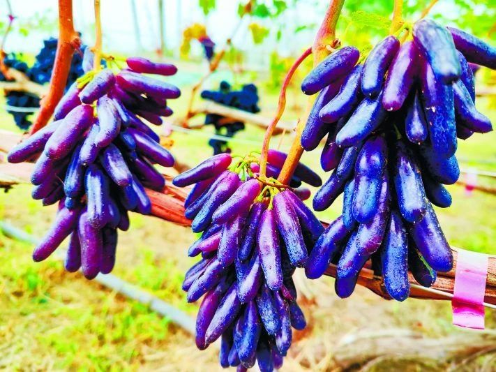 Южный красавец на курских чернозёмах Южный красавец на курских чернозёмах