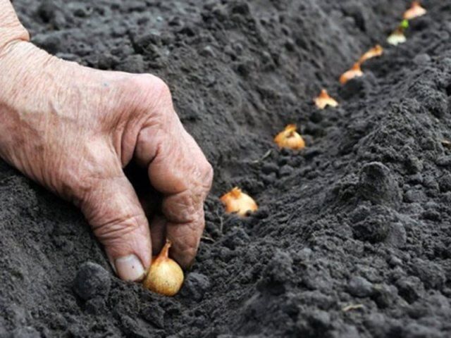 Лук под зиму: секреты раннего урожая от опытных садоводов