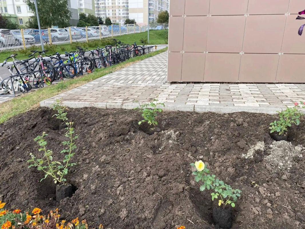 Курские гимназисты высадили Аллею роз Курские гимназисты высадили Аллею роз