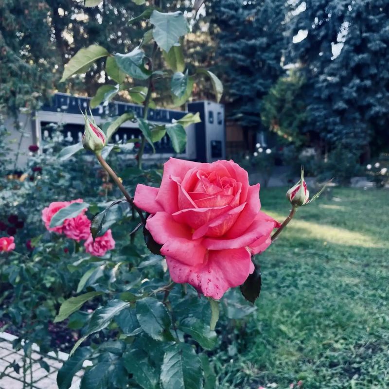 Порядок в городе начинается с малого: с нашего двора, нашей улицы, нашего дома Порядок в городе начинается с малого: с нашего двора, нашей улицы, нашего дома