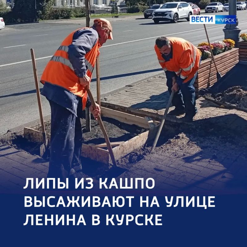 Зеленый проспект: в Курске продолжают высаживать липы
