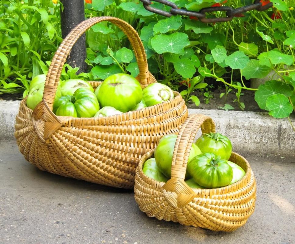 Как ускорить созревание зеленых помидоров: эффективные методы