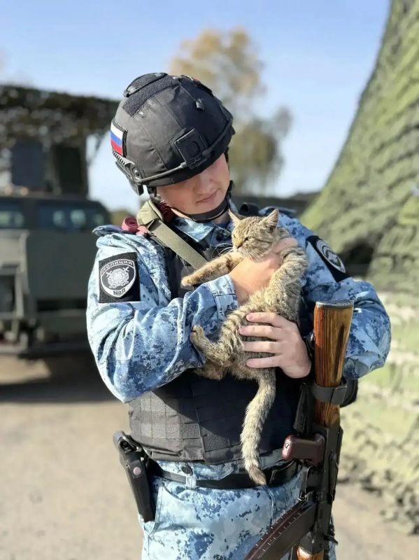 В Курском районе у сотрудников полиции появился необычный напарник - полосатый кот по кличке Тигр