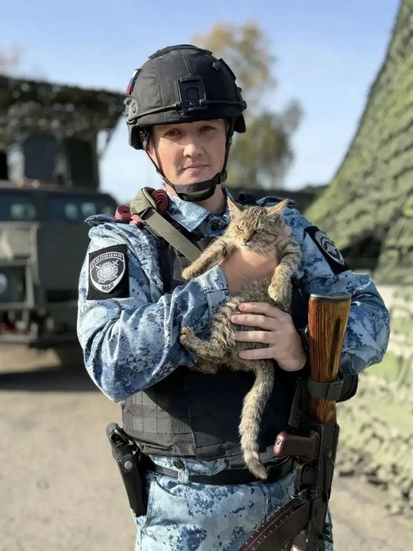 В Курском районе котенок по кличке Тигр стал напарником полицейских В Курском районе котенок по кличке Тигр стал напарником полицейских