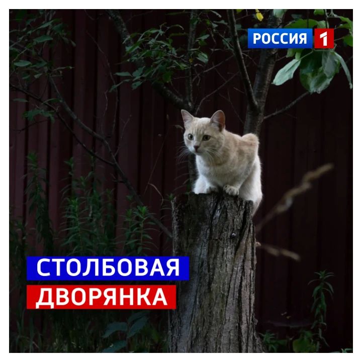 4 октября, воскресенье. Сегодня Всемирный день животных