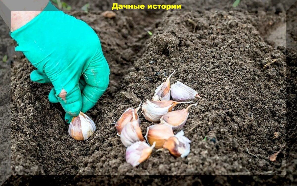 Правила успешной посадки чеснока: Как обеспечить богатый урожай