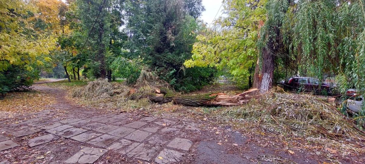 В Курске городские службы устроили свалку из веток ивы на Комарова В Курске городские службы устроили свалку из веток ивы на Комарова