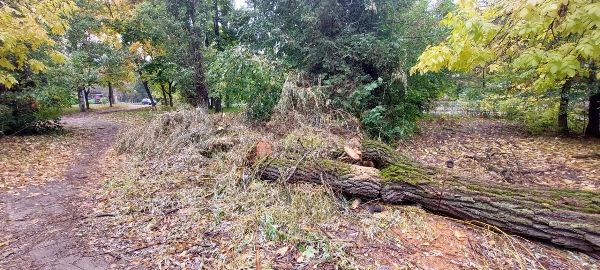 В Курске городские службы устроили свалку из веток ивы на Комарова В Курске городские службы устроили свалку из веток ивы на Комарова