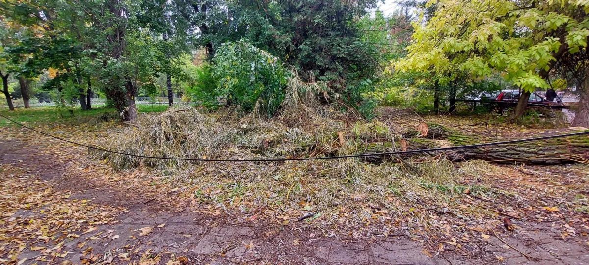 В Курске городские службы устроили свалку из веток ивы на Комарова В Курске городские службы устроили свалку из веток ивы на Комарова