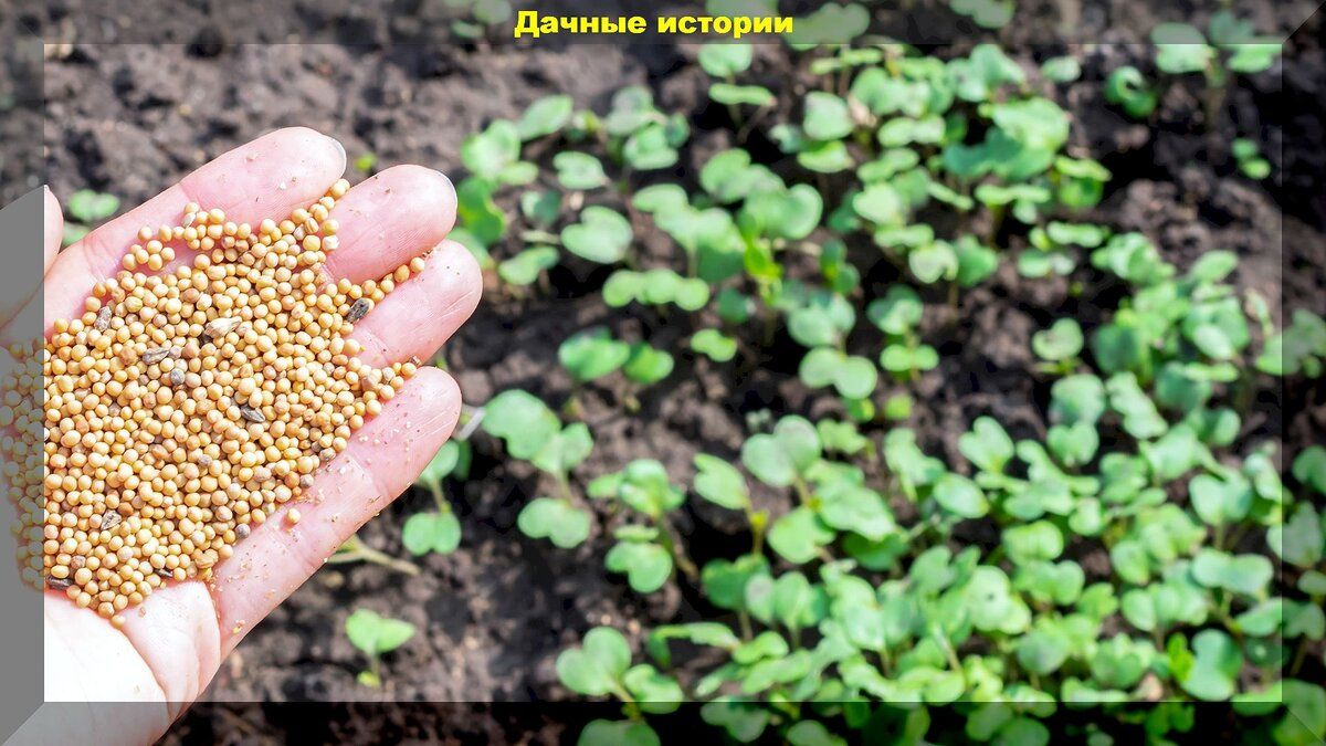 Сидераты: Как выбрать и когда сеять для лучшего урожая