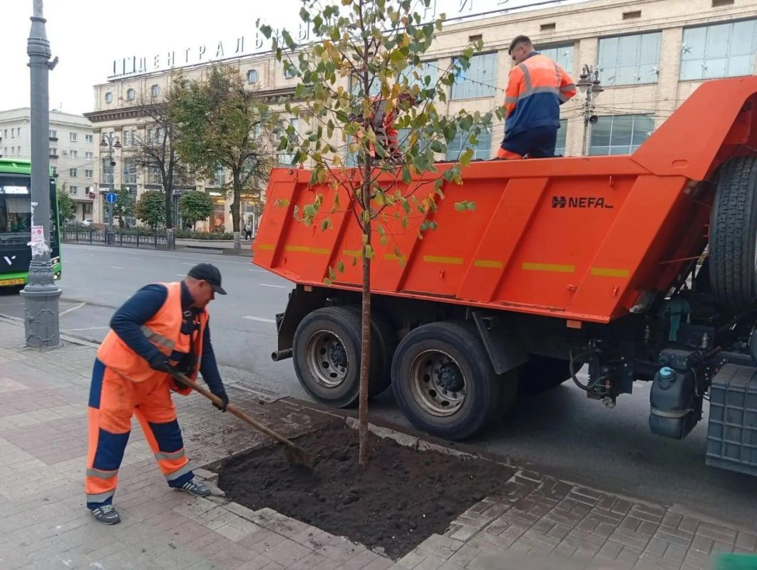 В Курске на участке от Красной площади до площади Перекальского высадили еще 18 молодых лип В Курске на участке от Красной площади до площади Перекальского высадили еще 18 молодых лип