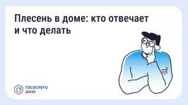 Плесень в квартире: кто должен устранить проблему и куда обратиться брянцам