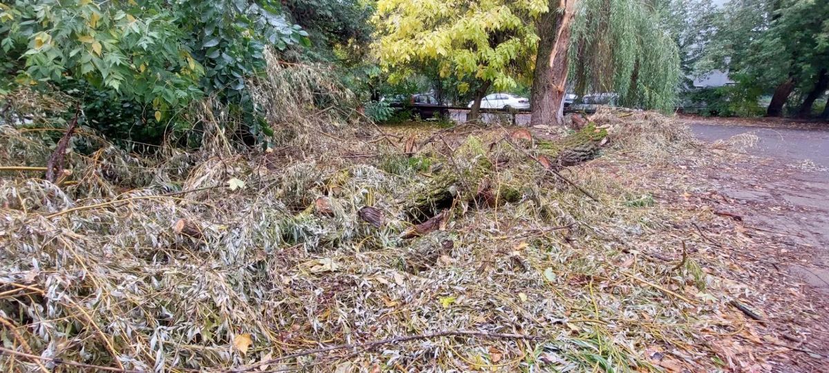 В Курске городские службы устроили свалку из веток ивы на Комарова