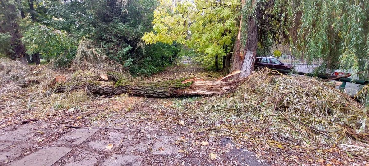 В Курске городские службы устроили свалку из веток ивы на Комарова В Курске городские службы устроили свалку из веток ивы на Комарова