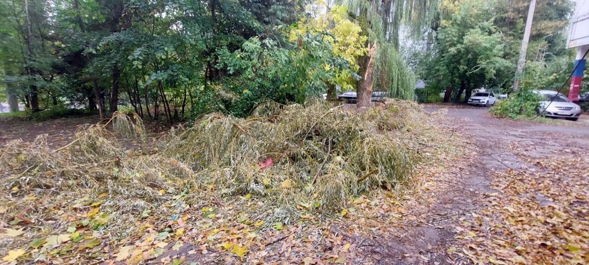 В Курске городские службы устроили свалку из веток ивы на Комарова В Курске городские службы устроили свалку из веток ивы на Комарова
