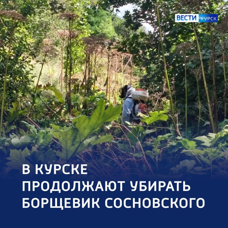 Территория без борщевика: итоги борьбы с сорняком